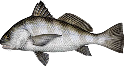 Black Drum - Learn how about the Black Drum, including how to catch and identify it