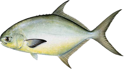 Pompano - Learn all about the pompano. Including how to catch and identify it.