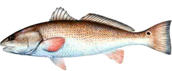 Redfish