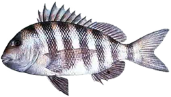 Sheepshead (fish)