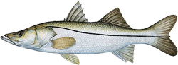 Snook profile