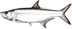 Tarpon