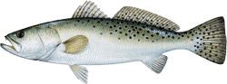 Speckled Sea Trout