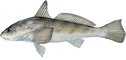 Whiting (fish) - Learn all about the Whiting. Including how to catch and identify them.