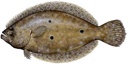 Flounder Profile