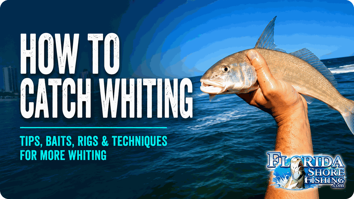 How to Catch Whiting in Florida