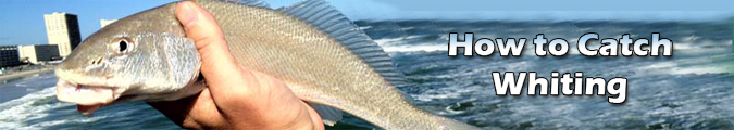 How to Catch Whiting  Fishing from Florida Shores