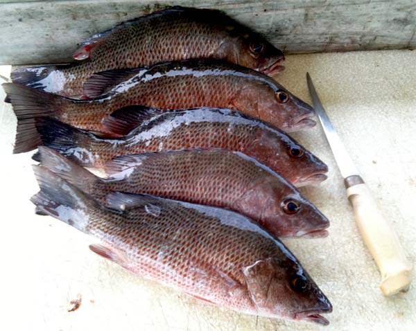 Limit of Mangrove Snapper  Fishing from Florida Shores