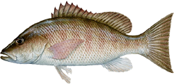 Mangrove Snapper - Learn all about the Mangrove Snapper.  Including how to catch and identify it.