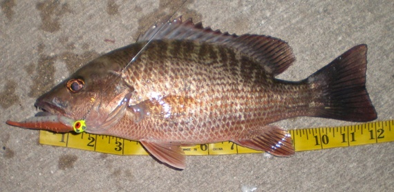 Snapper Species Chart