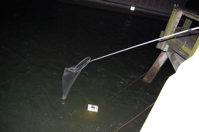 Florida Winter Shrimp Run Fishing from Florida Shores