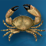 Florida Stone Crab Season Open