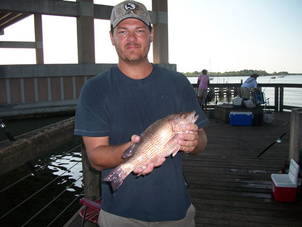 Mangrove Snapper