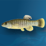 how to catch mud minnows