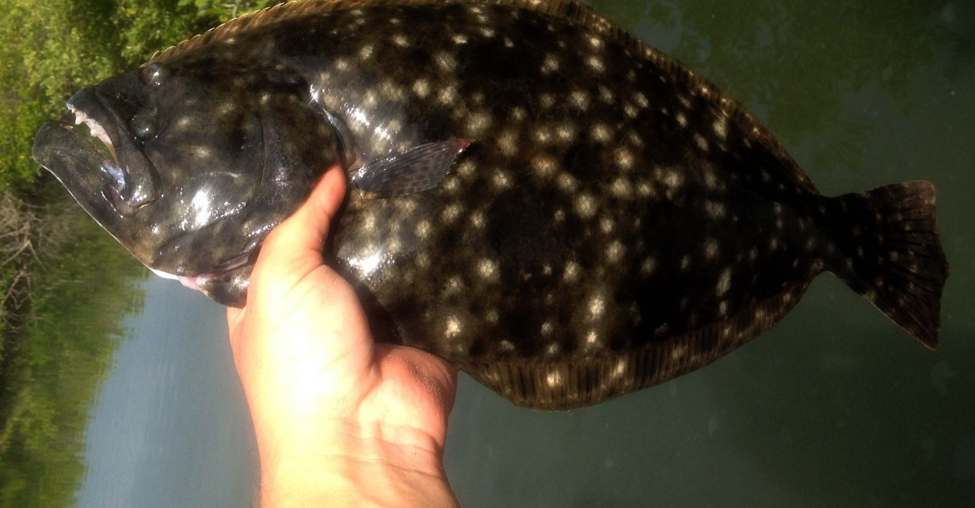 How to Catch Flounder Fishing from Florida Shores