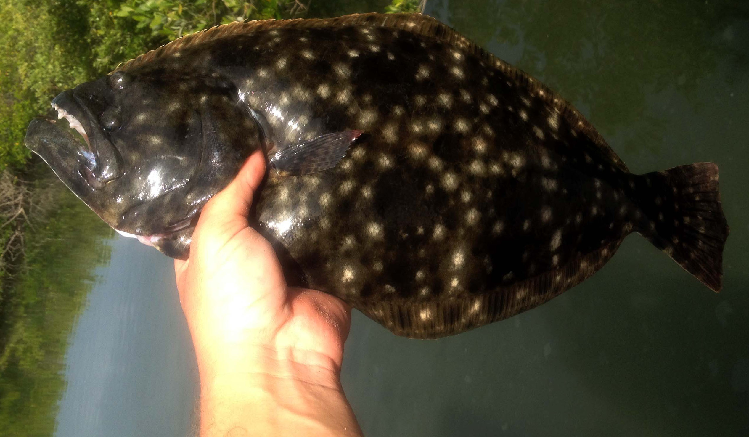 How to Catch Flounder  Fishing from Florida Shores