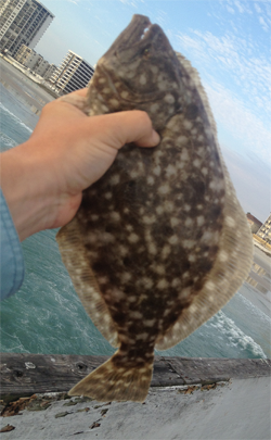 040913-flounder