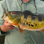 Peacock Bass