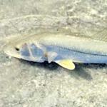 Snook on the Beach