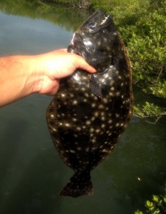 120112-flounder