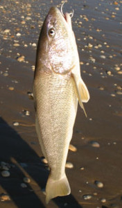 surf whiting