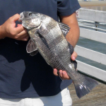 blackdrum-1