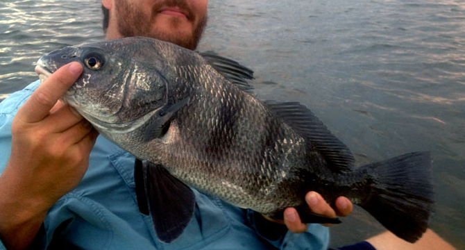 How to Catch Black Drum  Fishing from Florida Shores