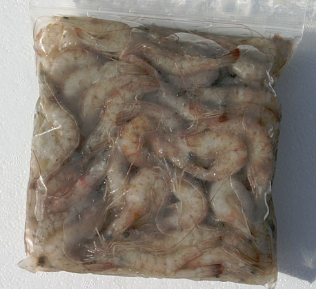 Live or Frozen Shrimp for Bait