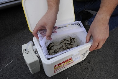 How to Keep Bait Fish Alive – A Quick Guide