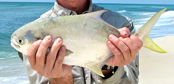 How to Catch Mud Minnows  Fishing from Florida Shores