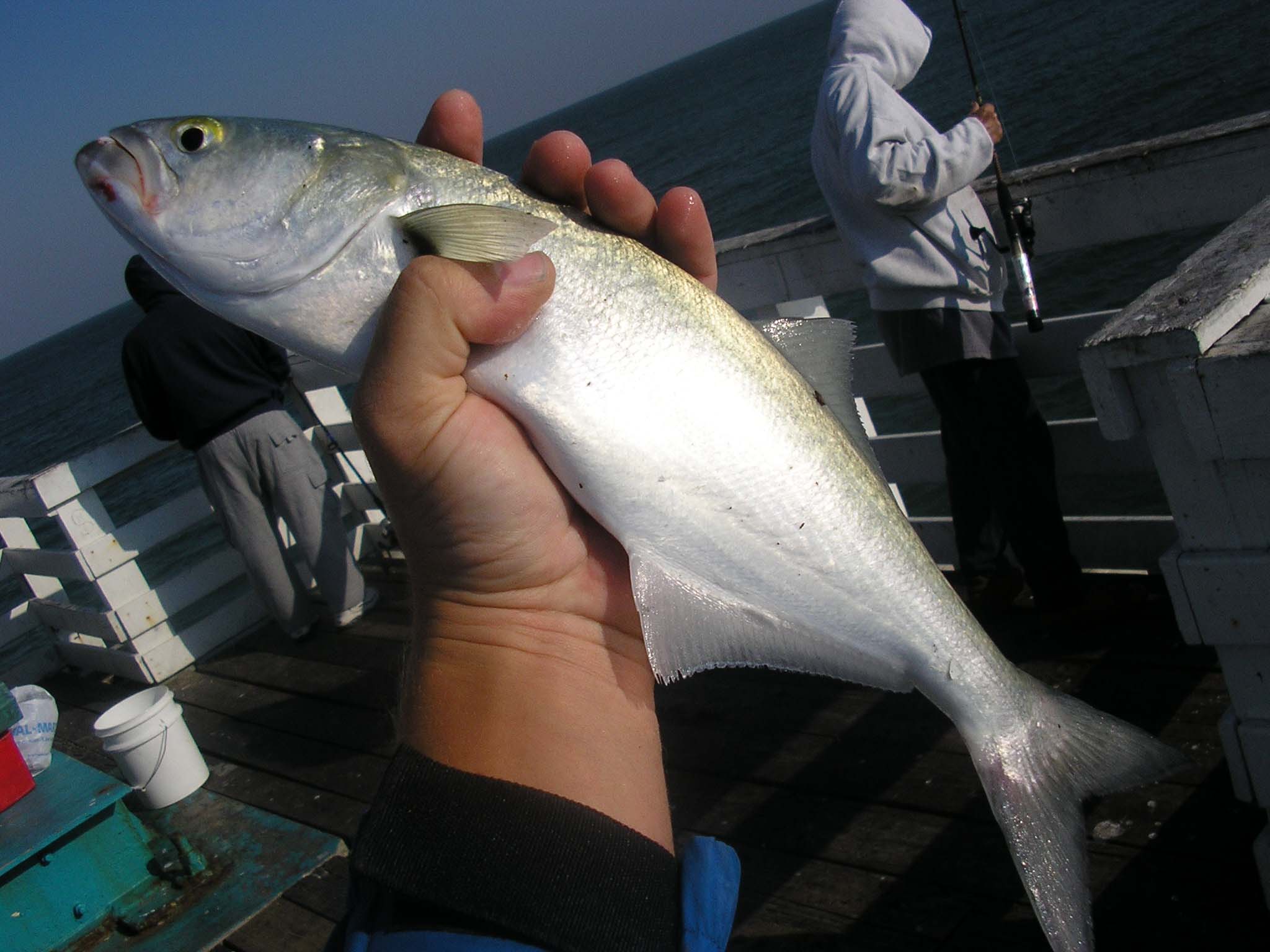 http://www.floridashorefishing.com/wp-content/uploads/2014/12/112608-bluefish-6.jpg