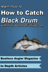 How to Catch Black Drum: One of the largest fish that can be caught from the shore! Learn how what gear to use, where to find them and how to catch them!