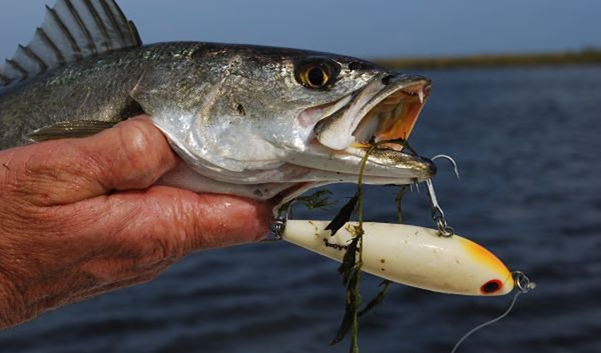 Topwater Trout  Fishing from Florida Shores