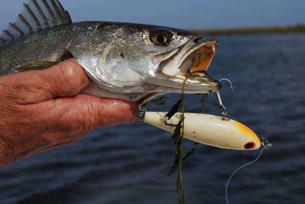 Speckled Sea Trout