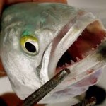 На фото изображены острейшие зубы рыбы луфарь (bluefish), научное название: Pomatomus saltatrix