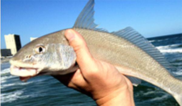 Surf Fishing Florida Season Chart