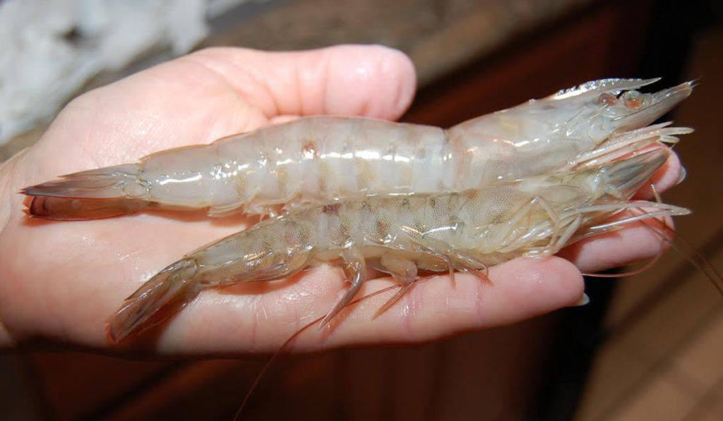 Florida Winter Shrimp Run Fishing from Florida Shores