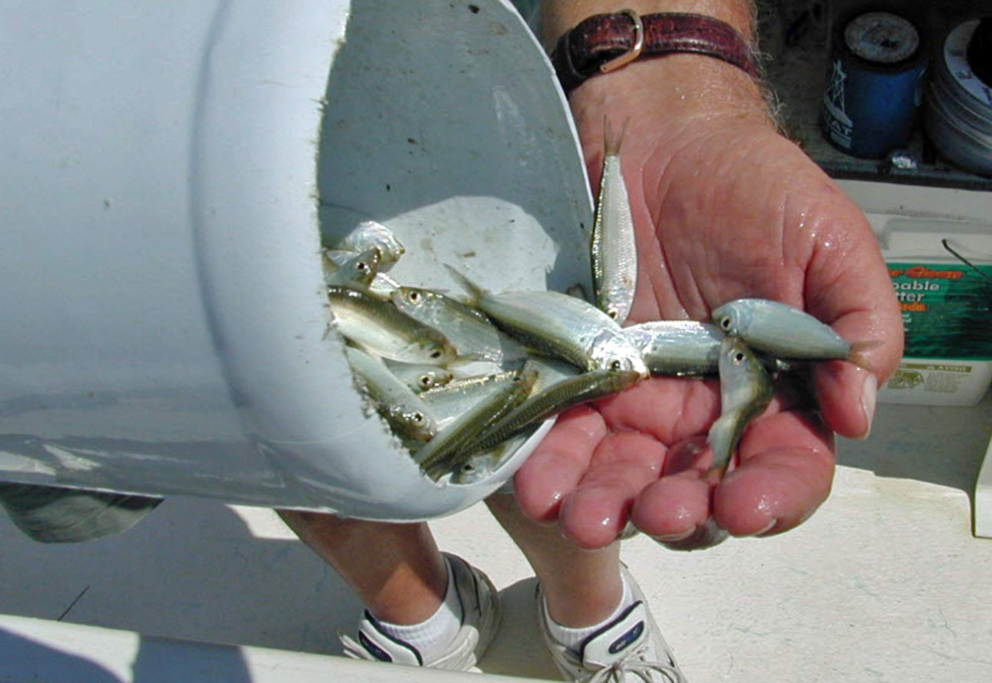 How to Keep Bait Fish Alive Fishing from Florida Shores