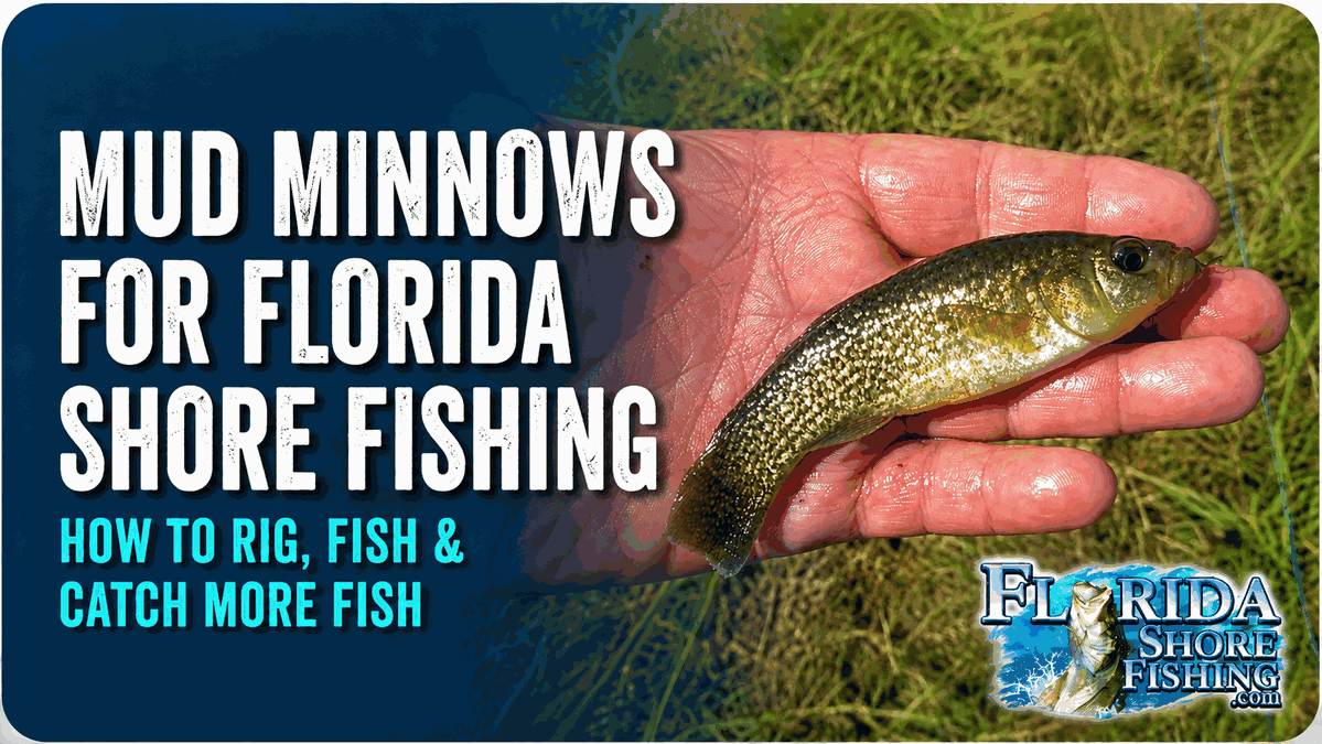 Florida Mud Minnows