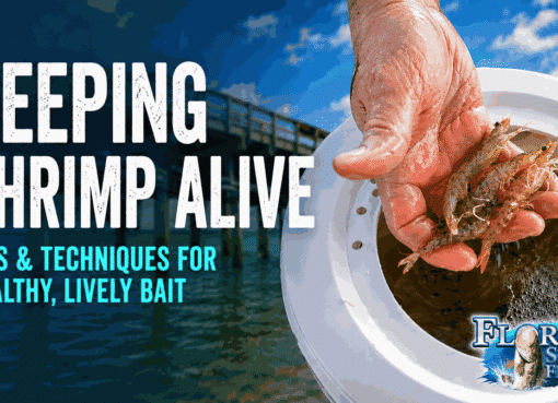 How to Keep Shrimp Alive