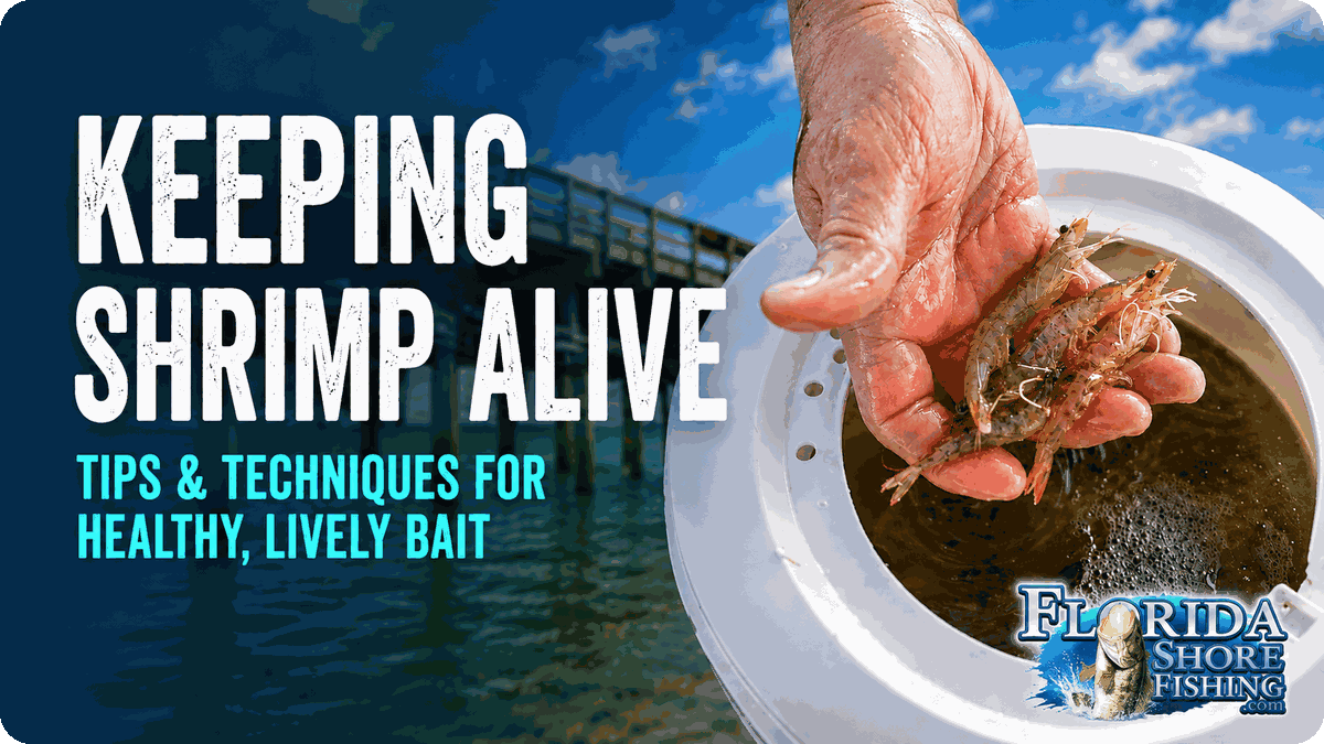 Florida Mud Minnows