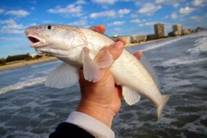 Catching a whiting on a pier