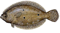 Flounder