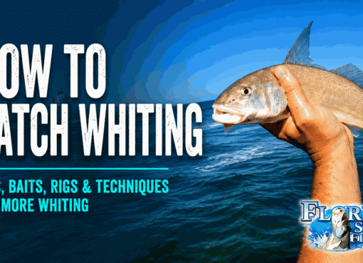 How to Catch Whiting in Florida
