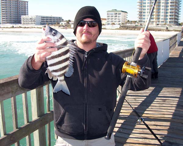 How to Catch Sheepshead