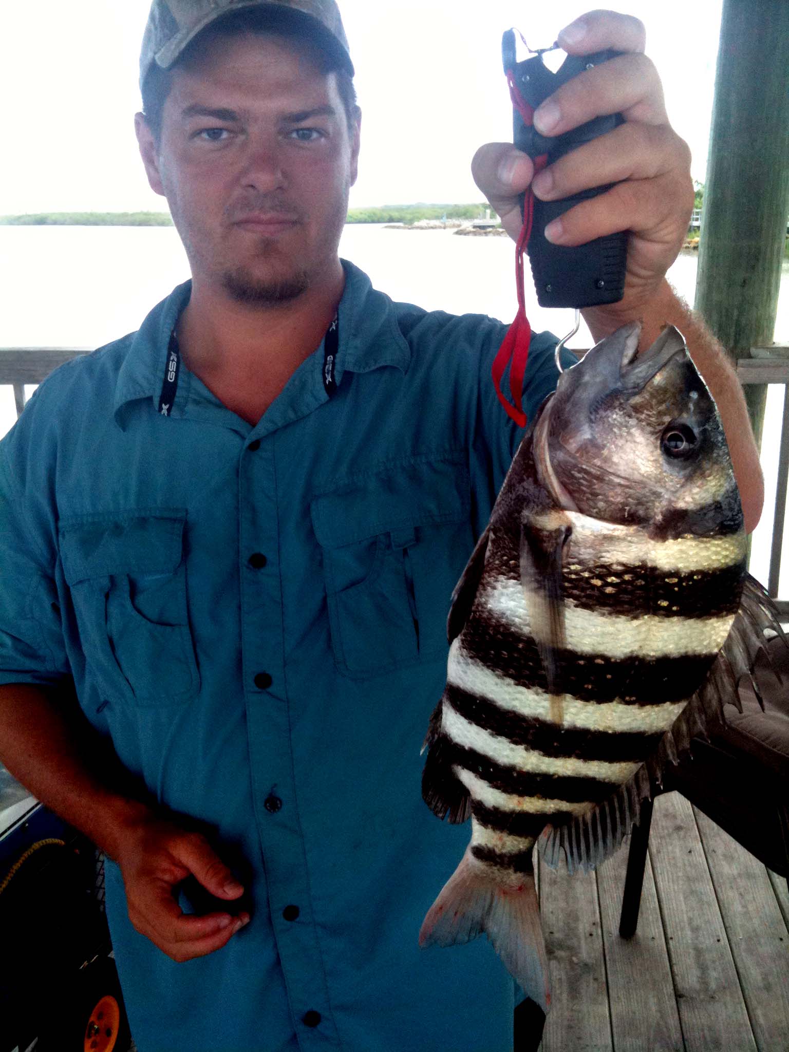 Sheepshead