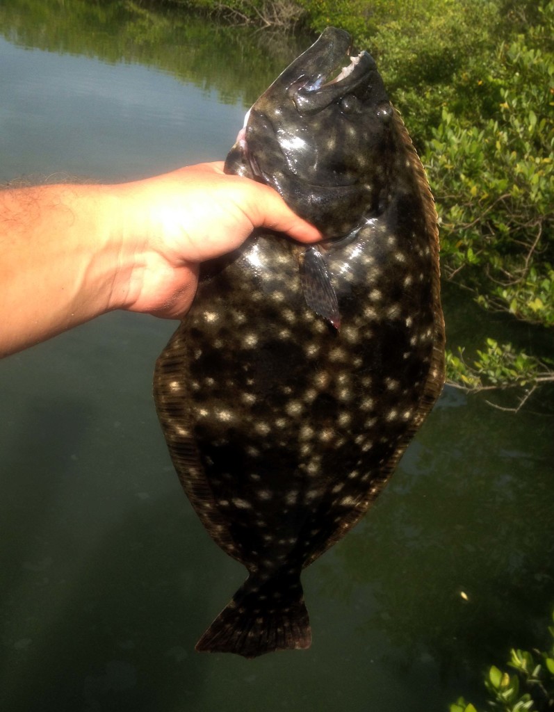 Report Flounder Running Strong Fishing from Florida Shores