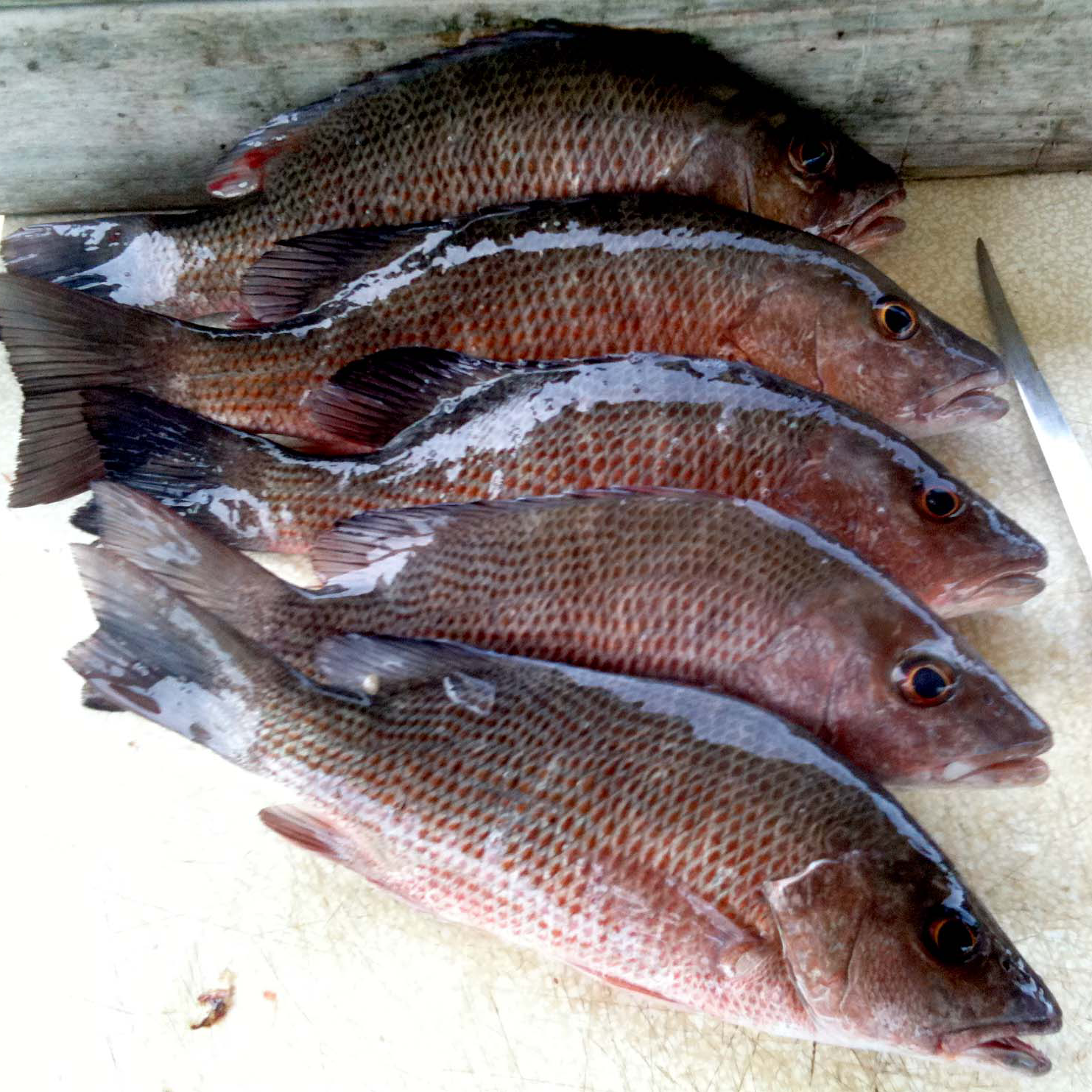 Limit of Mangrove Snapper