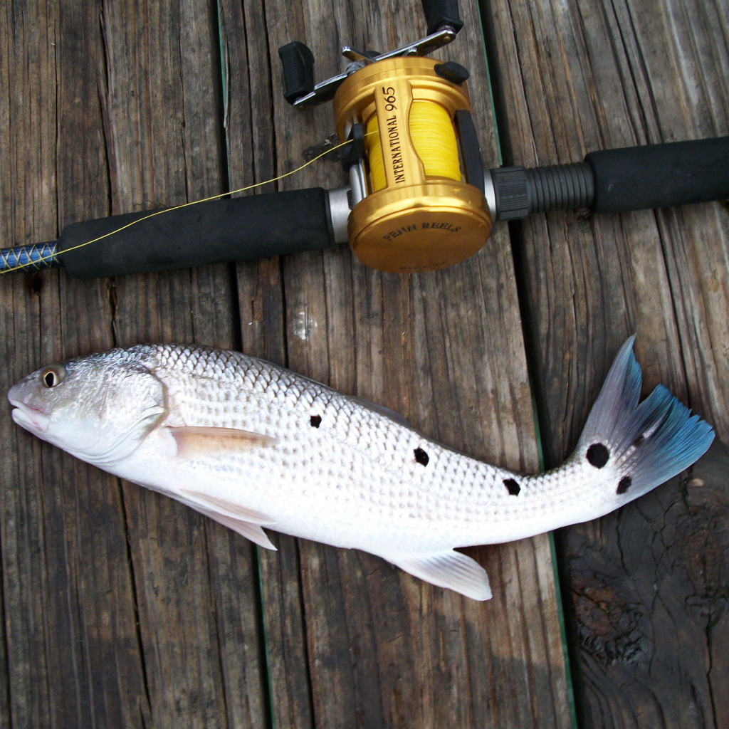 How to Catch Redfish Fishing from Florida Shores