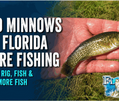 Florida Mud Minnows